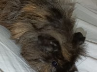 Uysal evcil guinea pig