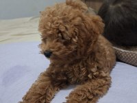 Toy poodle köpeği