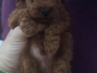Teacup red brown korekan erkek poodle yavru
