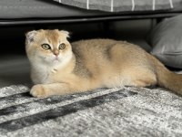BRİTİSH GOLDEN DİŞİ