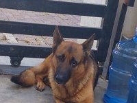 ALMAN KURDU 3 YAŞINDA