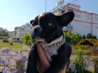 Dişi Eğitimli 60 Günlük FRENCH BULLDOG Efsane Irk!