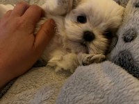 Orjinal Kore kan maltese