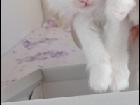 Chinchilla yavrularımıza aile arıyoruz