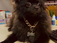 Yavru Dişi Pomeranian 6,5 Aylık