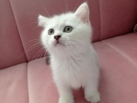 Orjinal safkan şecereli fold ve british shorthair yavrular