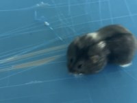 ELE ALIŞIK GONZELES HAMSTER