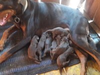 Doberman yavrular