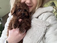12 yıllık Üreticiden Toy Poodle Yavruları