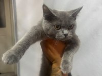 Blue point gri british shorthair yavrular