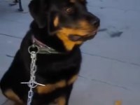 1 yaşında rottweiler dişi