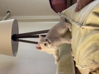 Son kalan erkek british shorthair