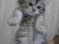 Scottish fold bebiş kediler
