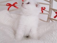 Show kalite yeni yıl scottish fold bebeğim