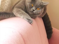 British Shorthair Yetişkin