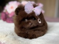 Çikolatalı prenses pomeranian boo dişi
