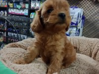Dişi ve erkek maltipoo yavrularımız