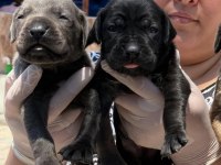 Cane corsa alan koruma köpeği yavruları 