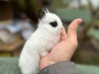 Netherland Dwarf Cüce Tavşan Çiftliği