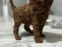 Toy poodle anne altında yavrularımz