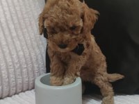 Kore Kan Red Brown Poodle Minikler