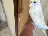 29 günlük konuşturmalık erkek bebek muhabbet kuşu