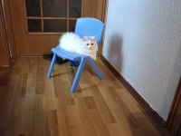 Pamuk sevimli erkek kedimiz