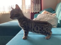 Çok güzel safkan bengal yavrularımız