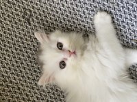 Beyaz british longhair