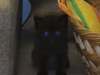 5 adet pamuk şeker kedilerimiz