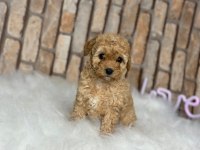 A kalite toy poodle yavrular