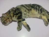 Ücretsiz sahiplendirme British Longhair