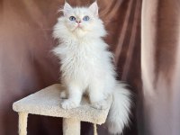 Beyaz british longhair koca kafa