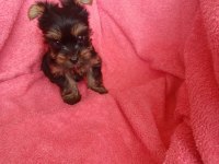 Erkek 2 aylık mikto tea cup yorkshire terrier