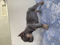 Lilac and Tan french bulldog Bebekler