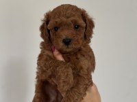 Toy poodle yavrular
