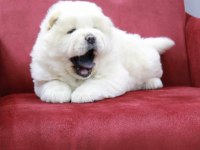 Chow chow çin aslanı yavrular