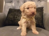 Gerçek maltipoo yavrularım