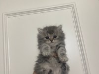 British Longhair 3 Aylık