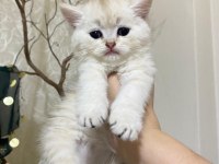 Çekirdek ailesine bir can kedi katmak isteyenler burada mı