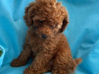 Toy poodle yavrularımız
