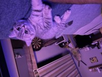 Dünya tatlısı british shorthair yavru
