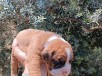 Orijinal Boxer Yavruları