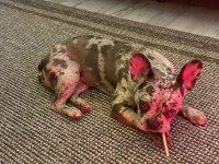 11 aylık dişi ve kısırlaştırılmamış french bulldog yavrumuz
