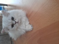 İran kedisi dünyalar tatlısı
