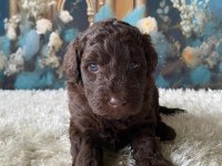 Çikolata Poodle Türünün En İyisi