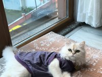 Yavru Kedimiz Peri Luna