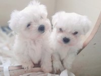 0 numara bembeyaz maltese terrier yavrularımız