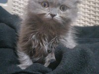 Scottish fold longhair erkek bebişimiz yuva arıyor