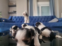 VETERİNER KONTROLÜNDE TESLİM EDİLECEK MORKİE YAVRULARI